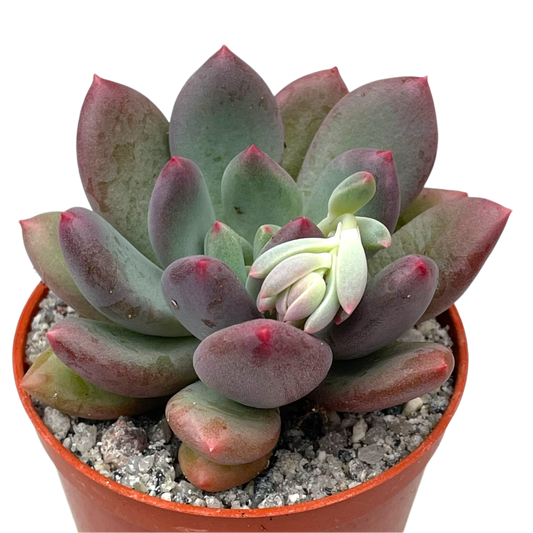 x Pachyveria 'Thunderbird'