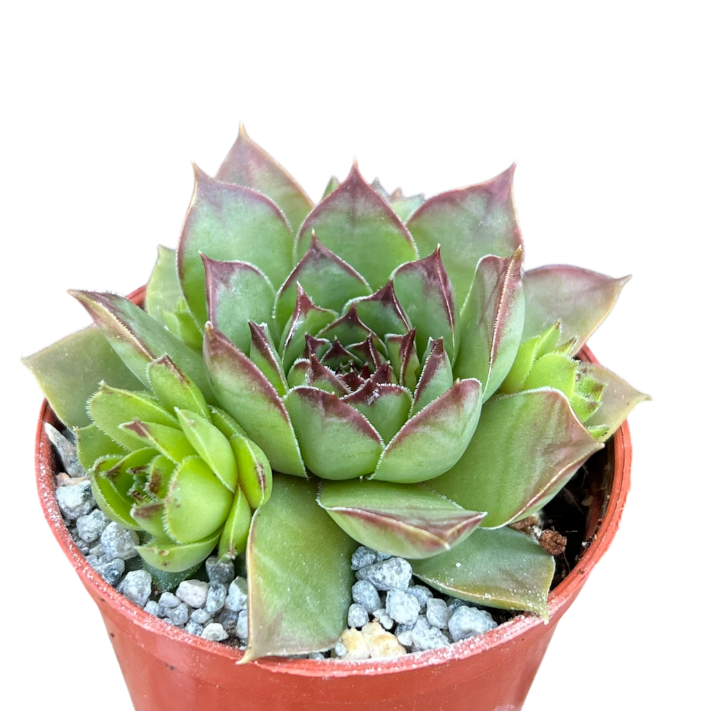 Sempervivum 'Purdy's 50-6'