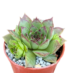 Sempervivum 'Purdy's 50-6'