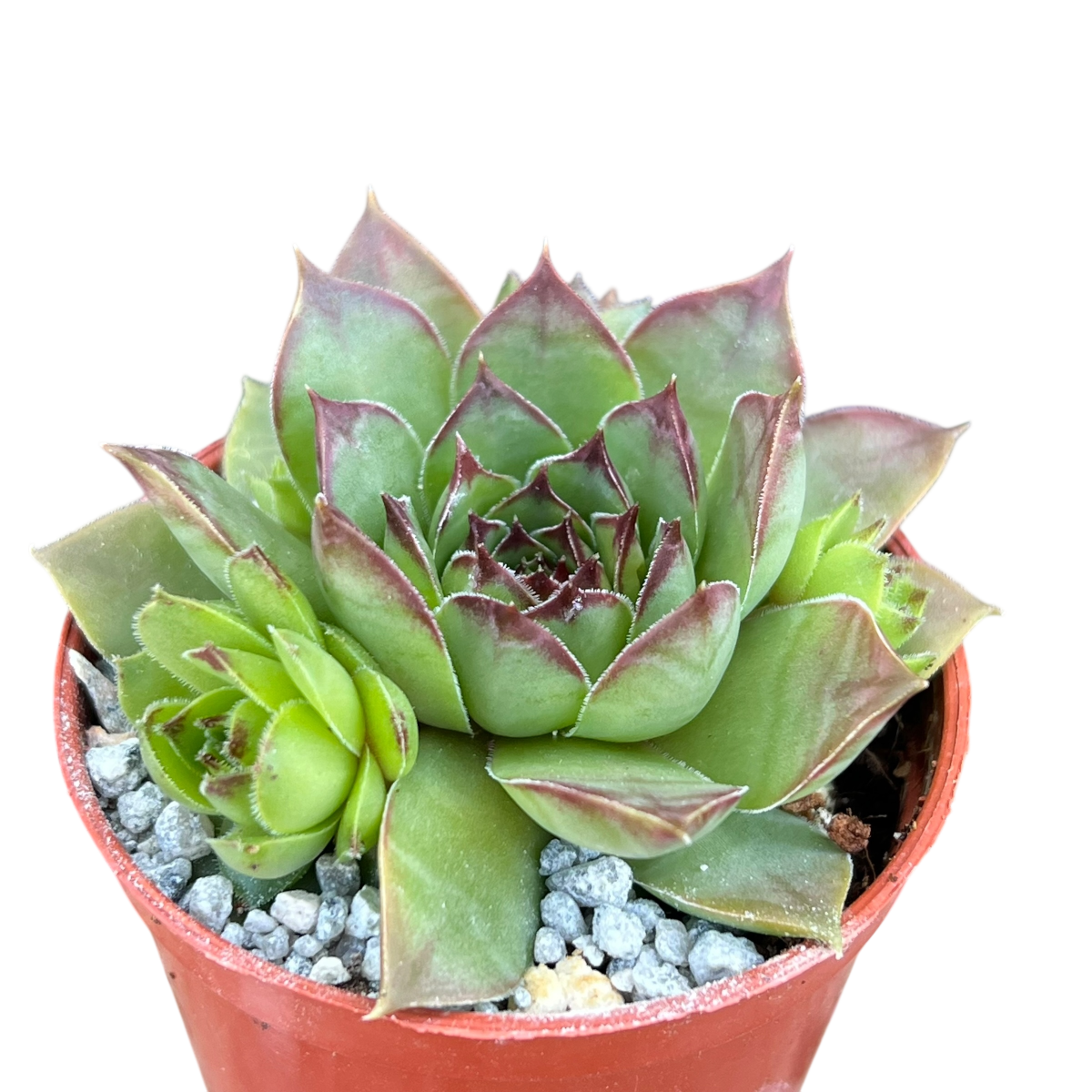 Sempervivum 'Purdy's 50-6'