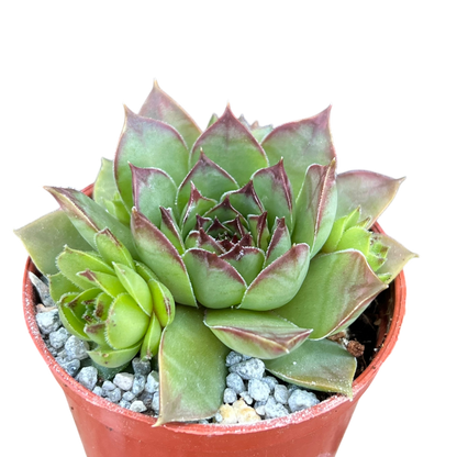 Sempervivum 'Purdy's 50-6'