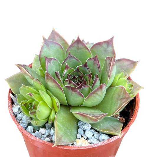 Sempervivum 'Purdy's 50-6'