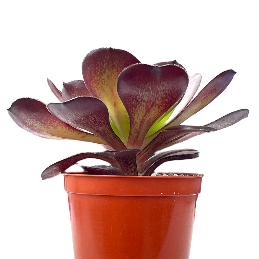 Aeonium 'Cornish Rose'