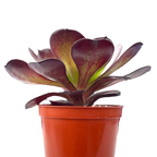 Aeonium 'Cornish Rose'