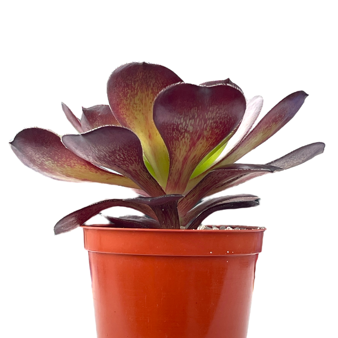 Aeonium 'Cornish Rose'