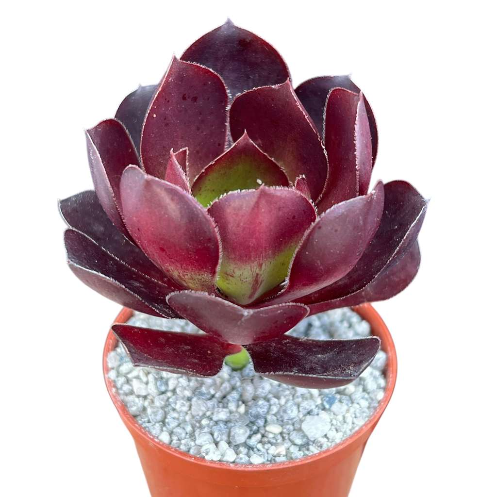 Aeonium 'Cornish Rose'