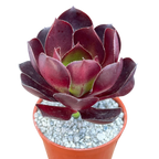 Aeonium 'Cornish Rose'