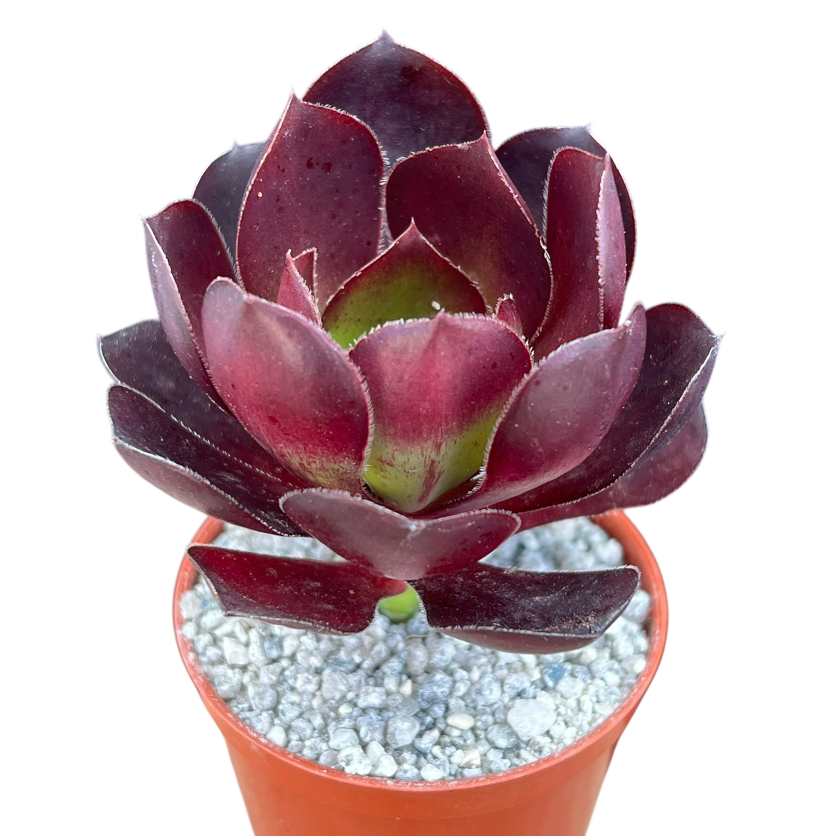 Aeonium 'Cornish Rose'
