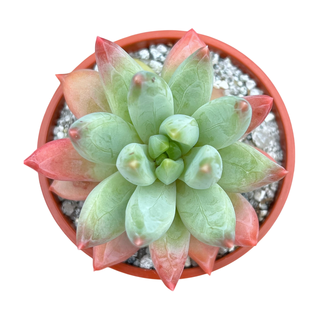 x Pachyveria 'Tuatara'