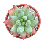 x Pachyveria 'Tuatara'