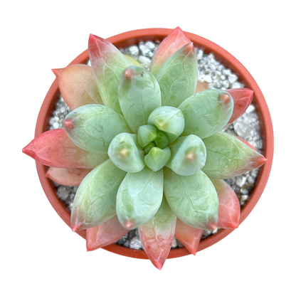 x Pachyveria 'Tuatara'