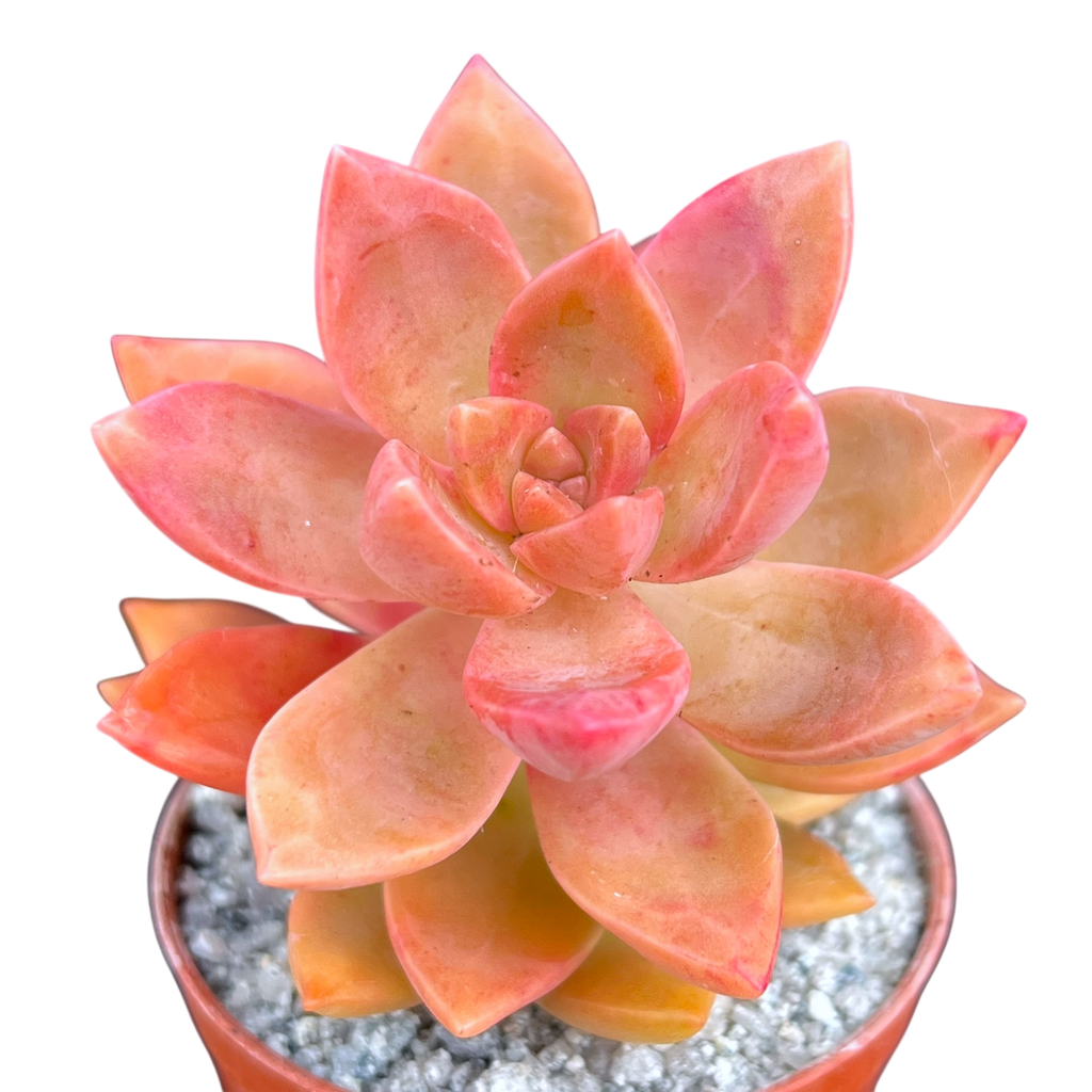 x Graptosedum 'California Sunset'