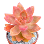 x Graptosedum 'California Sunset'