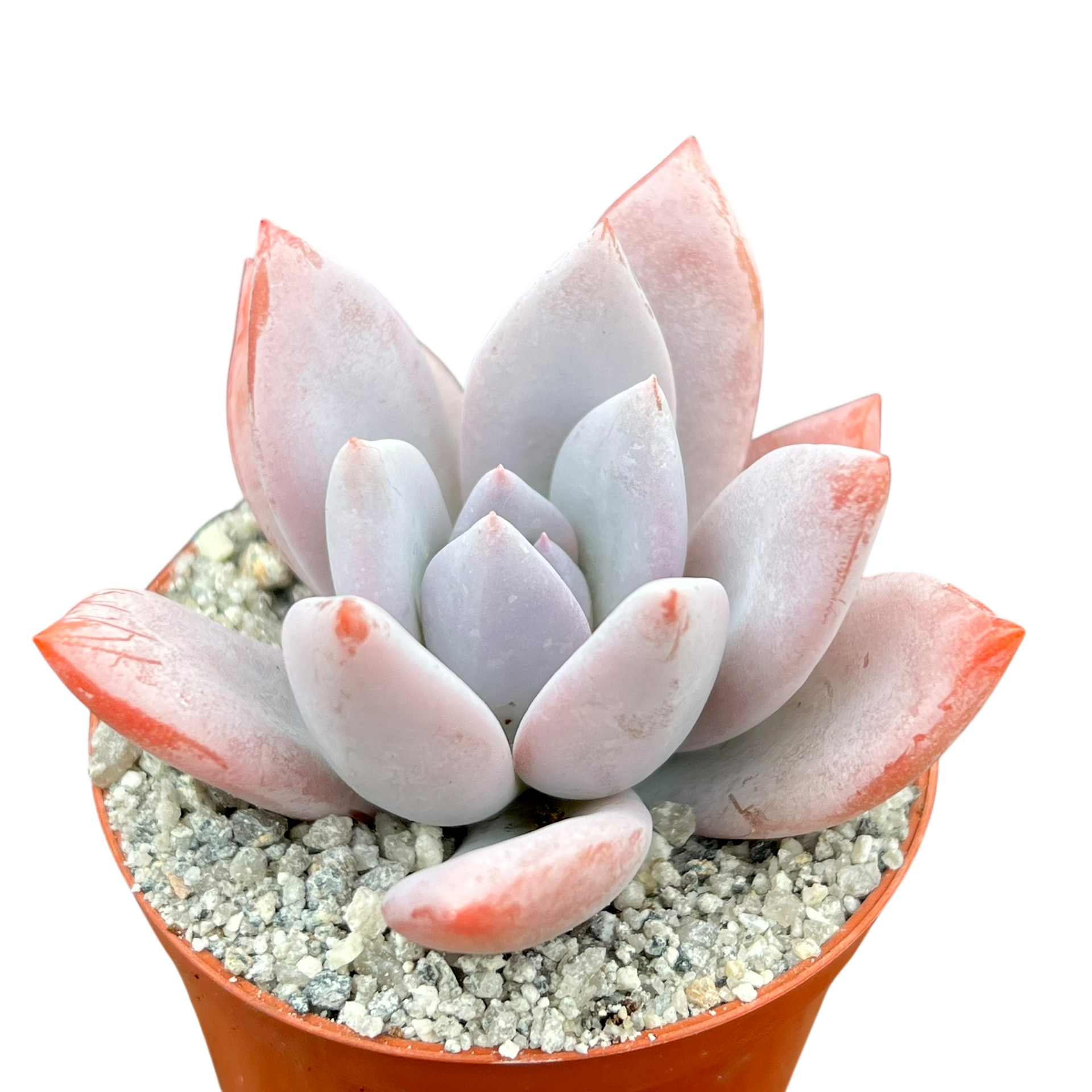 powder puff succulent x Pachyveria 'Powder Puff' – Surreal Succulents