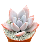 x Pachyveria 'Powder Puff'