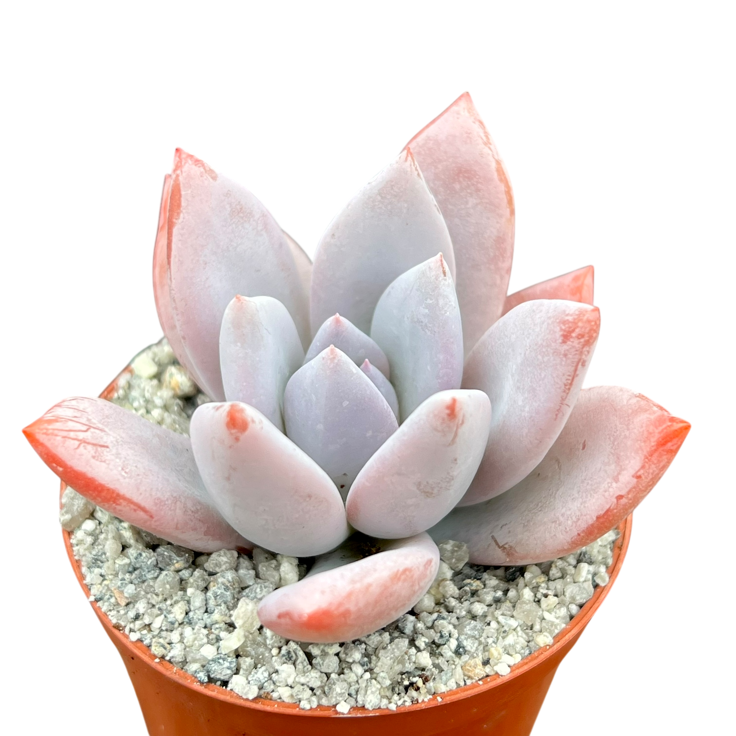 x Pachyveria 'Powder Puff'