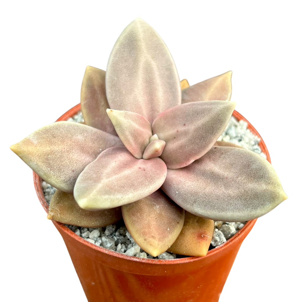 Echeveria xichuensis