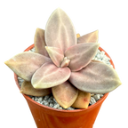 Echeveria xichuensis