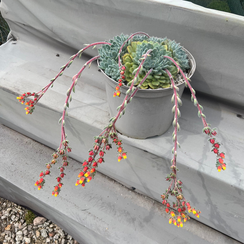 Echeveria 'Tarantula'