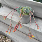 Echeveria 'Tarantula'