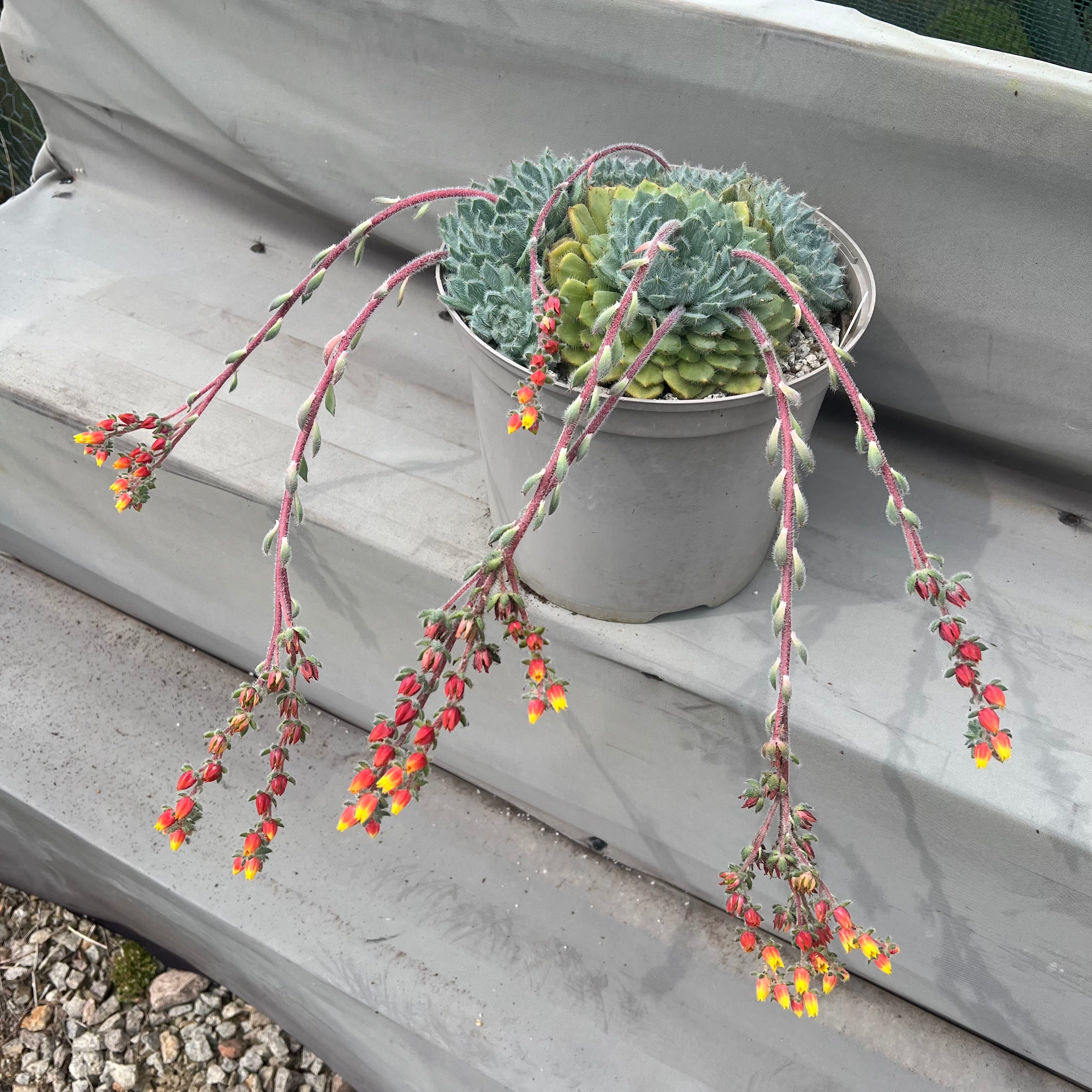 Echeveria 'Tarantula'