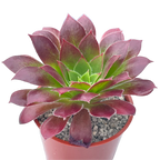 Aeonium 'Black Magic'