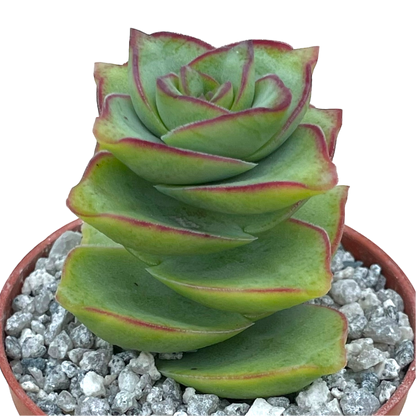 Crassula perforata