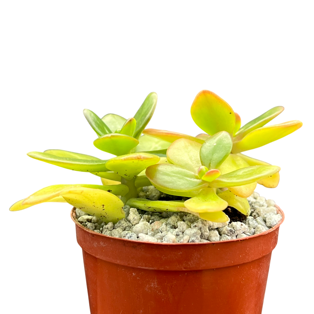 Sedum confusum