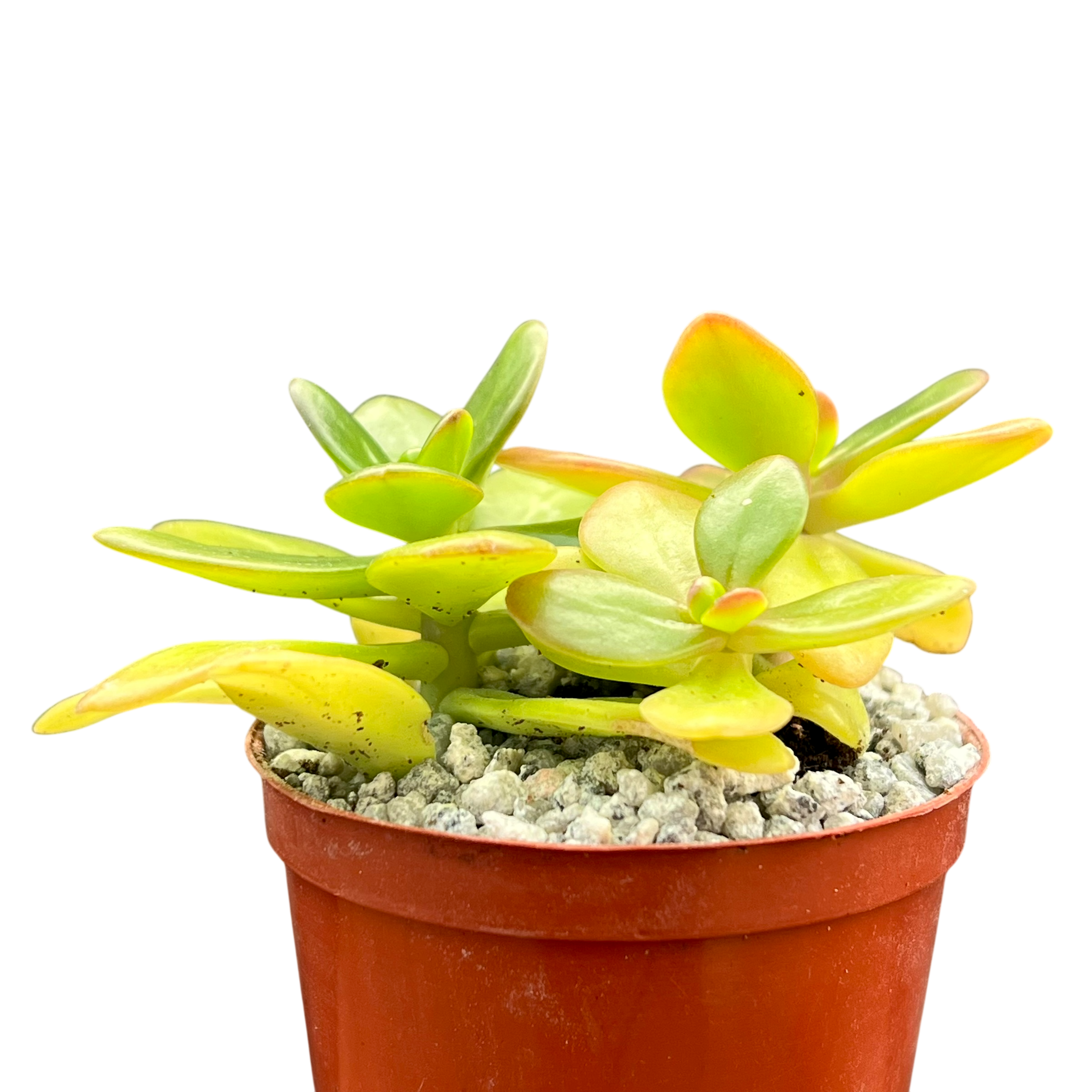 Sedum confusum