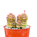 Crassula x marchandii