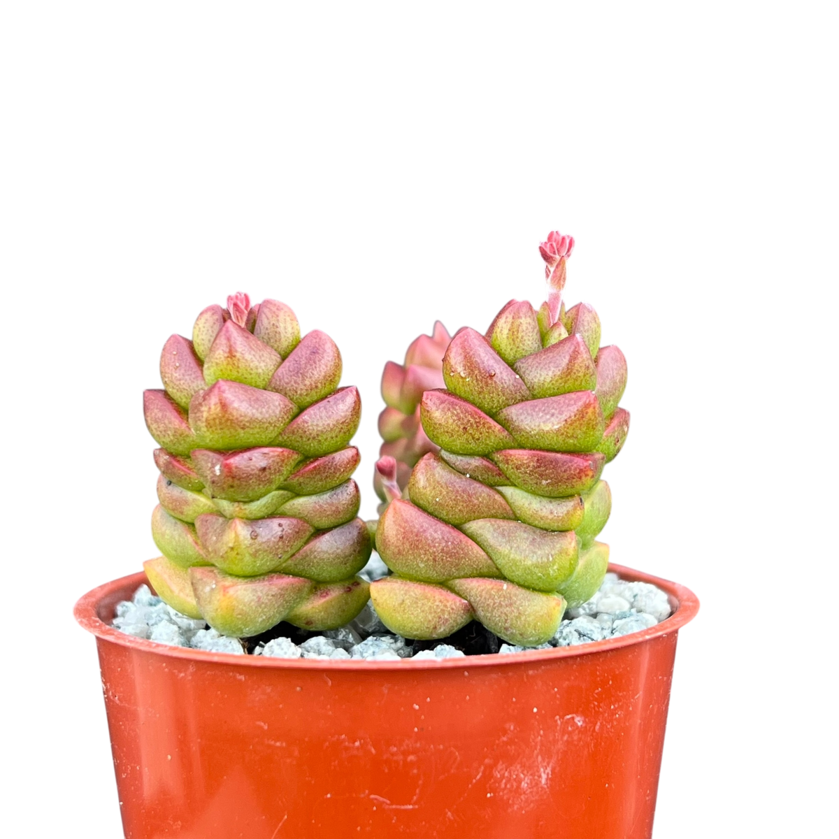 Crassula x marchandii
