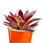 Aeonium 'Firecracker'