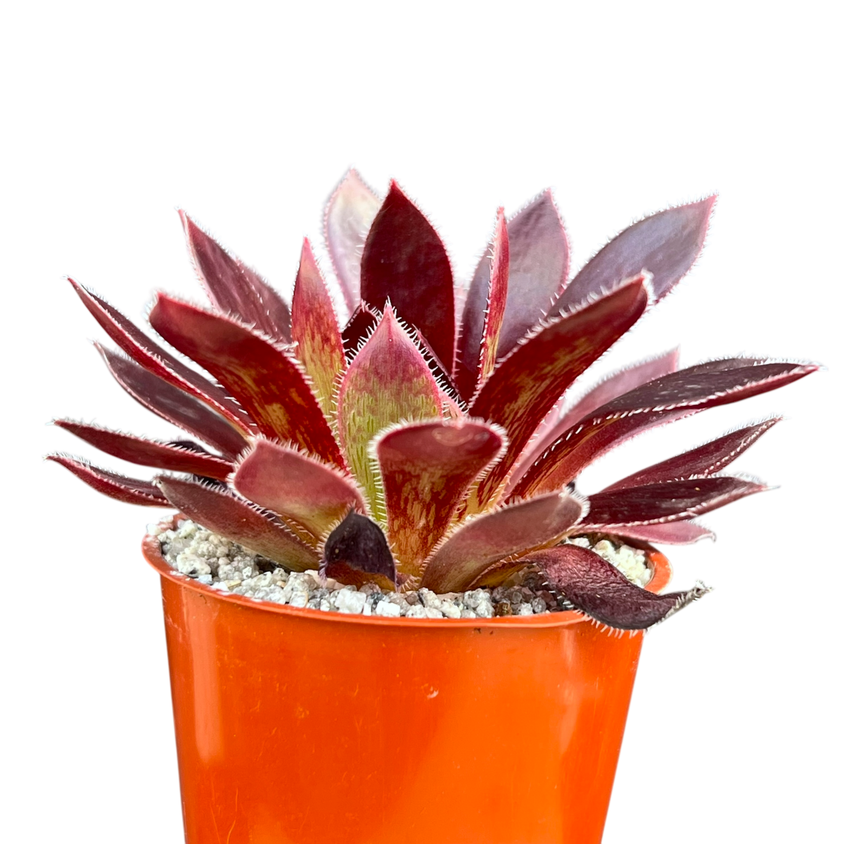 Aeonium 'Firecracker'