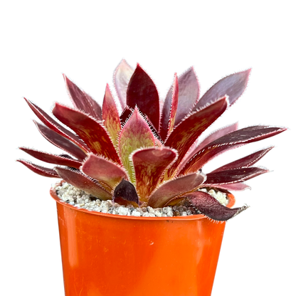 Aeonium 'Firecracker'