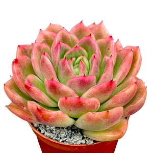 Echeveria 'Gilva'