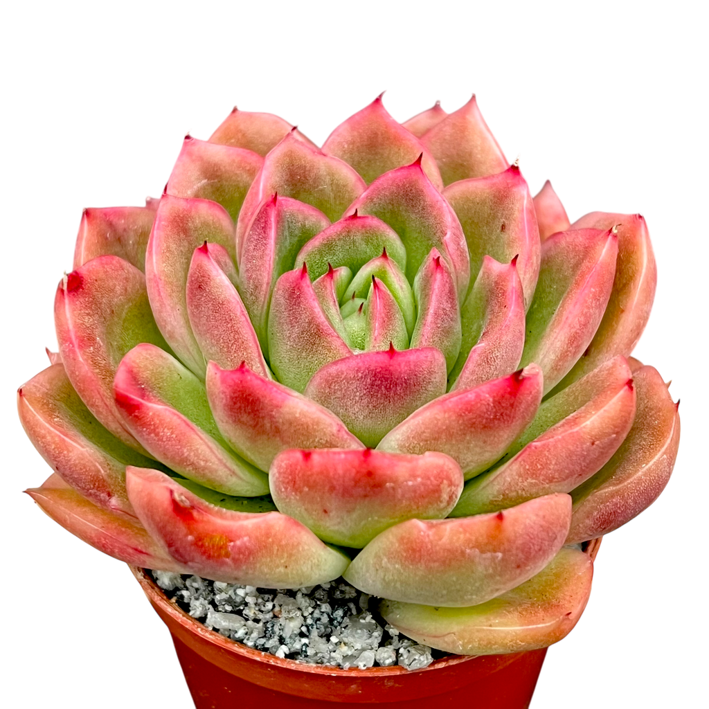 Echeveria 'Gilva'