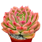 Echeveria 'Gilva'