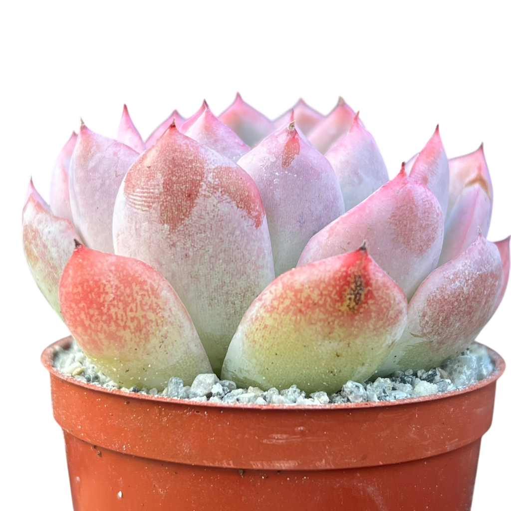 Echeveria x gilva 'Blue Surprise'