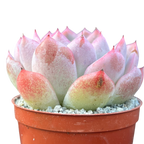 Echeveria x gilva 'Blue Surprise'