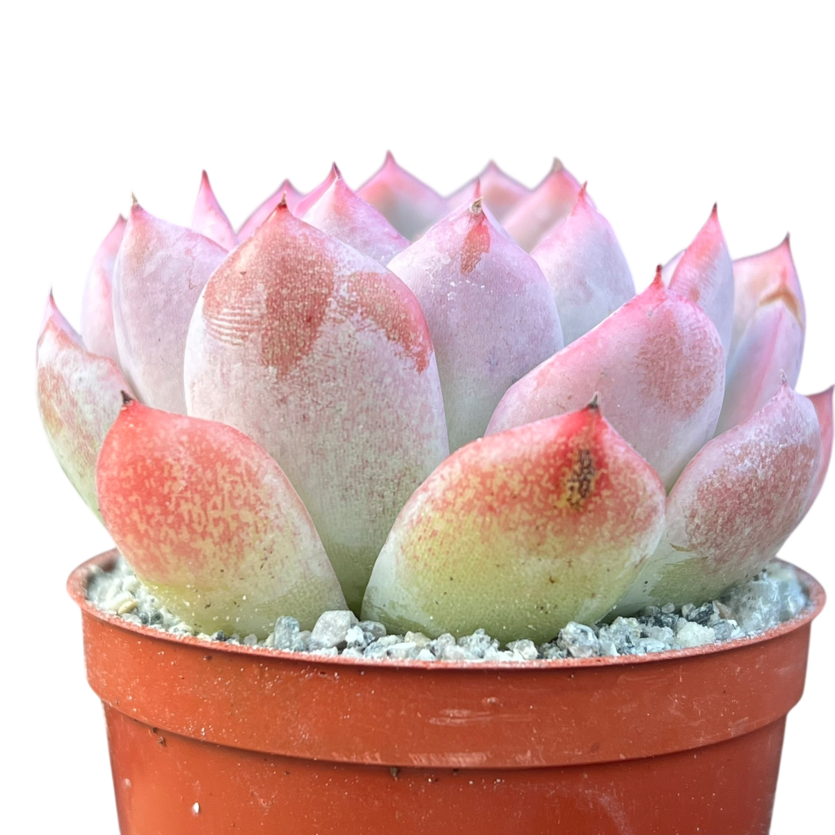 Echeveria x gilva 'Blue Surprise'