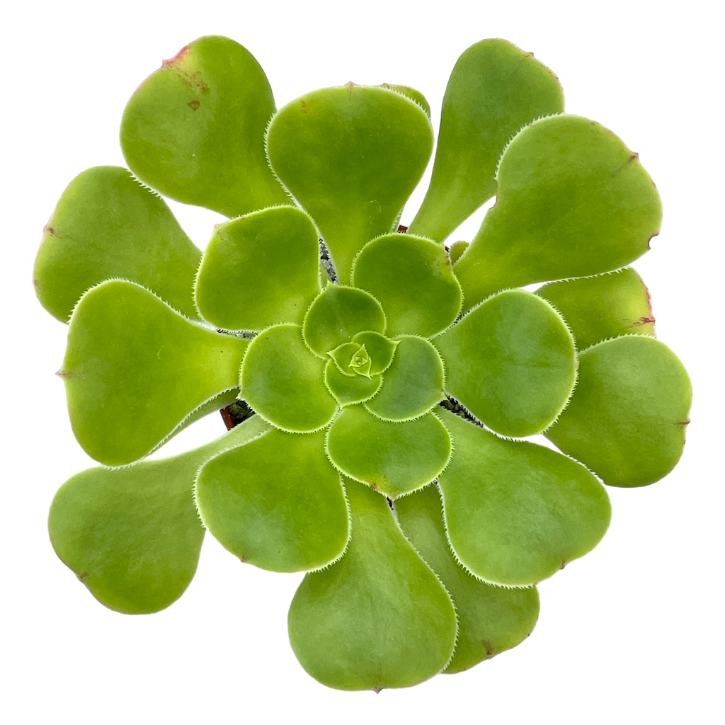 Aeonium arboreum v. magnificum