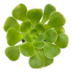 Aeonium arboreum v. magnificum