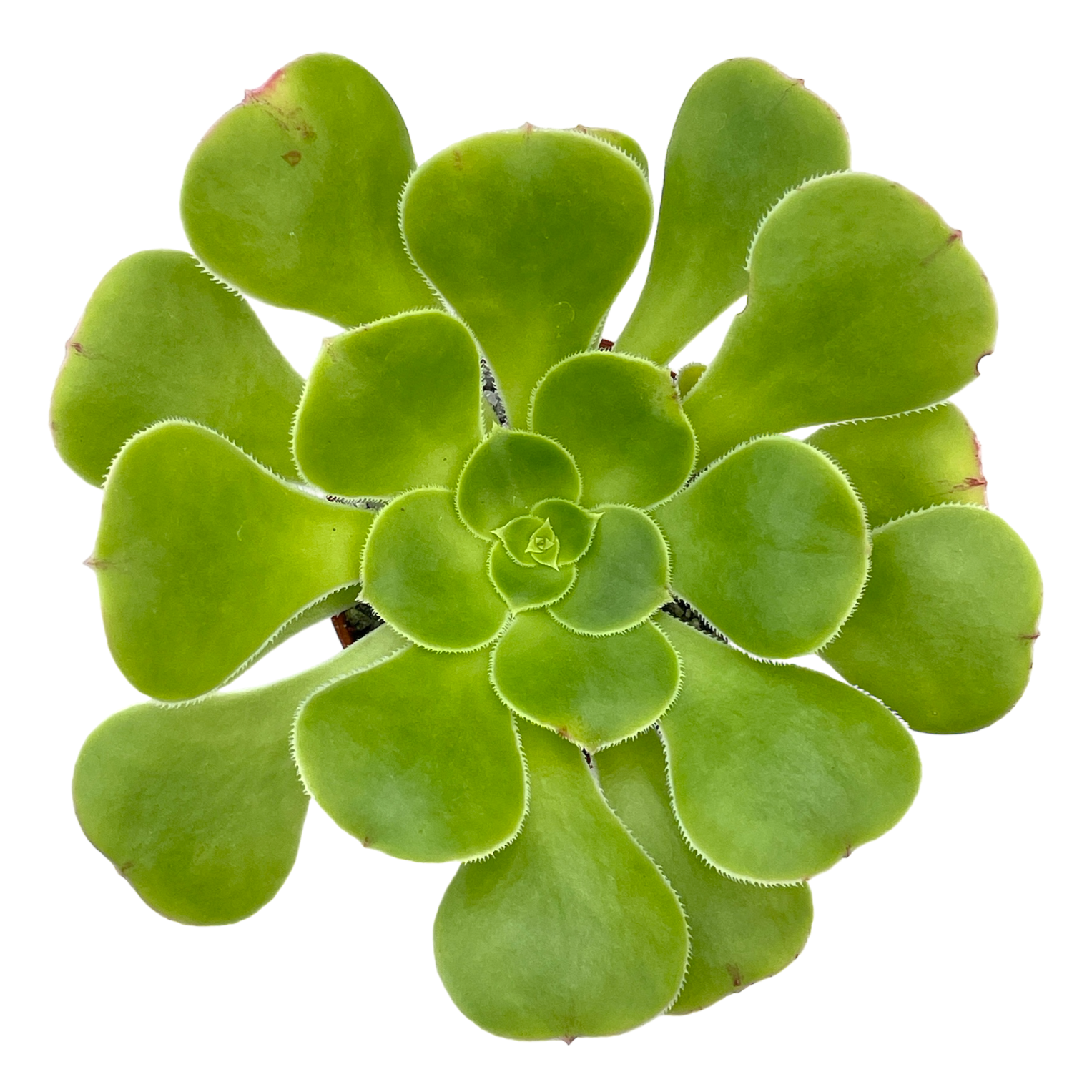 Aeonium arboreum v. magnificum