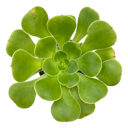 Aeonium arboreum v. magnificum