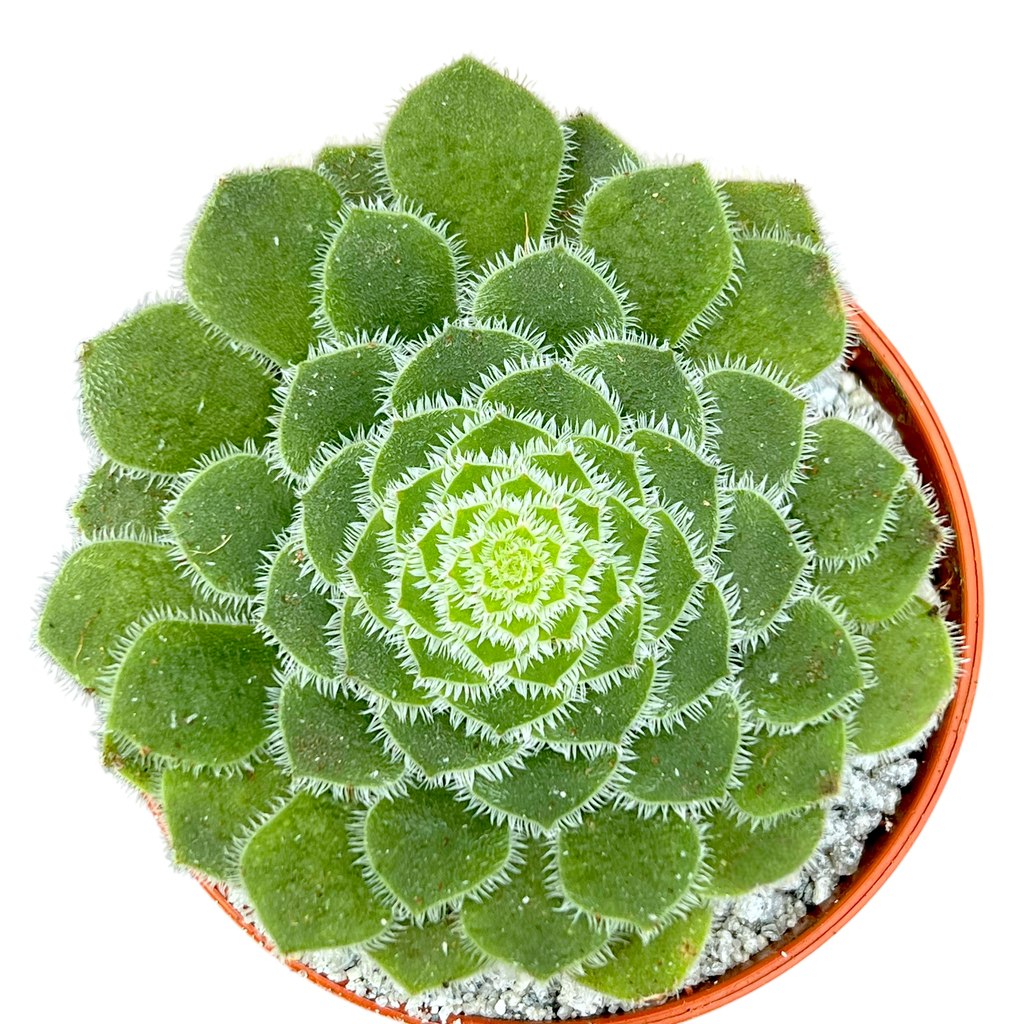 Aeonium tabuliforme