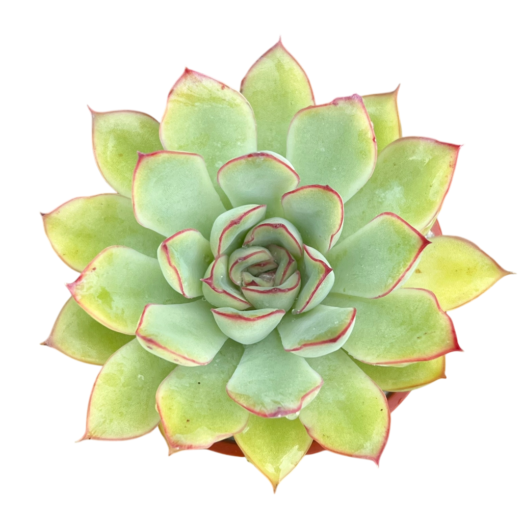Echeveria pelusida