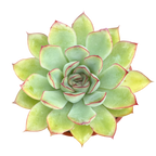 Echeveria pelusida