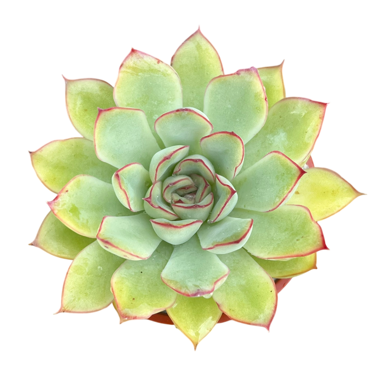 Echeveria pelusida