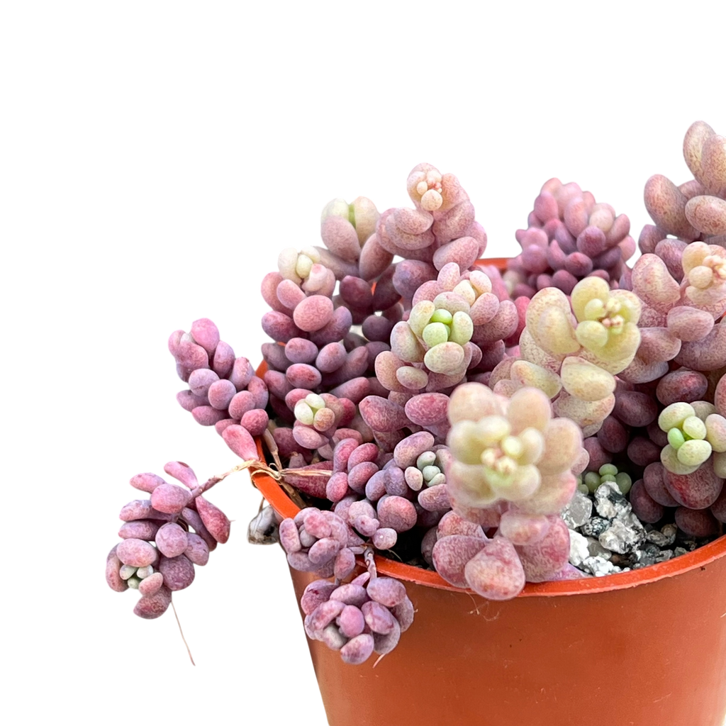 Sedum dasyphyllum major