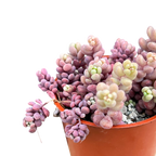 Sedum dasyphyllum major